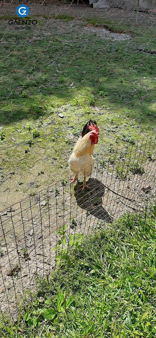 Sítio, 4 quartos, 2 hectares - Foto 18